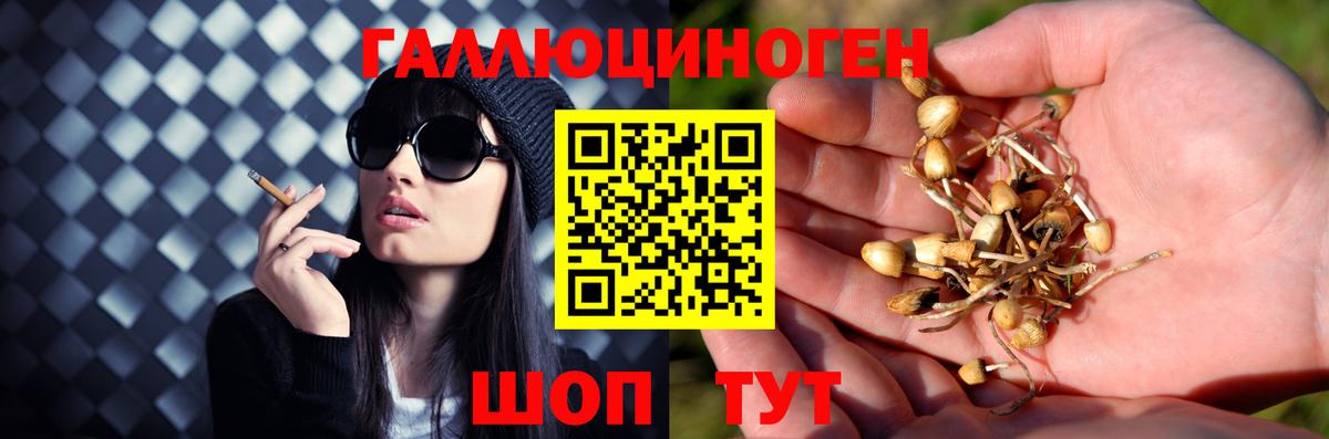 Галлюциногенные грибы прущие грибы  Нефтекумск 